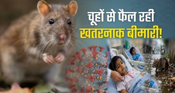 स्वाइन फ्लू के बीच रांची में 'रैट फीवर' की दस्तक: 130 से अधिक बच्चे संक्रमित, ICU में पहुंचे कई मामले