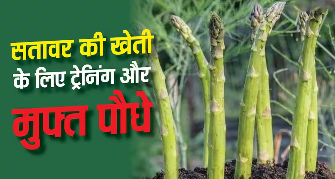पारंपरिक खेती छोड़ शतावरी (सतावर) से करें बंपर कमाई: सरकार देगी मुफ्त पौधे और ट्रेनिंग, जानें पूरी योजना