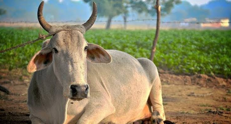 देश में फिर बढ़ा लंपी का खतरा: 29 राज्यों के 220 जिलों पर अलर्ट, बिहार और एमपी में बढ़ा जोखिम