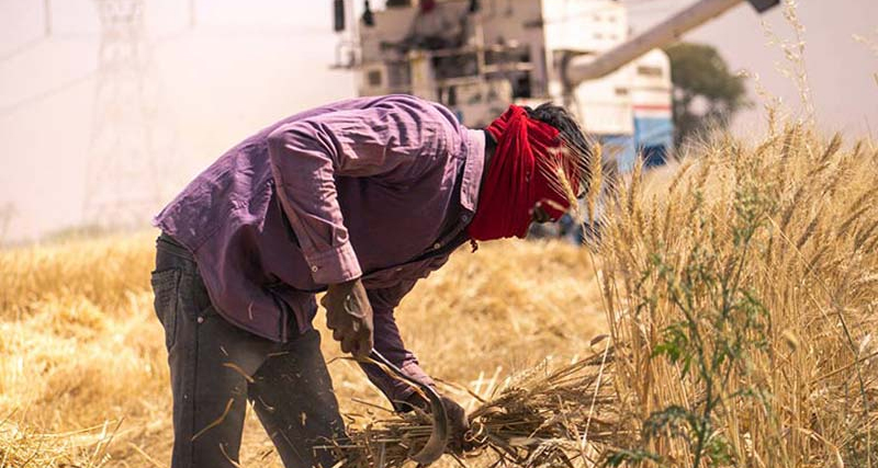 रबी सीजन 2026-27: सरकार ने तय किया 17.77 करोड़ टन खाद्यान्न का लक्ष्य, सितंबर की सुस्त बारिश ने बढ़ाई किसानों की चिंता