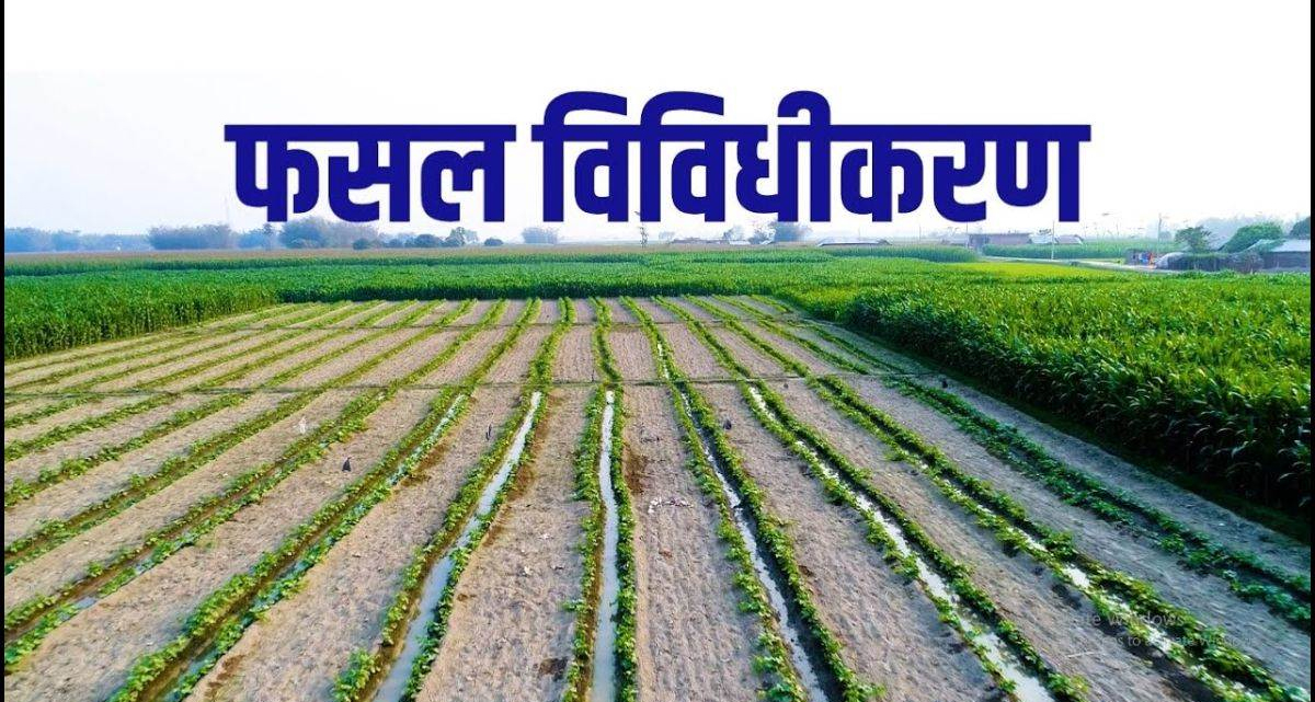 हरित धमतरी: महानदी कछार में 152 गांवों के लिए नया 'फसल विविधीकरण' मॉडल लागू