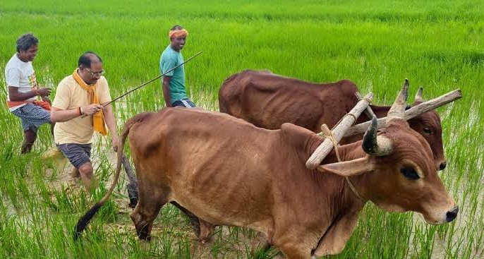 जशपुर में किसानों की राह आसान: किसान किताब और KCC कार्ड से संवर रही खेती