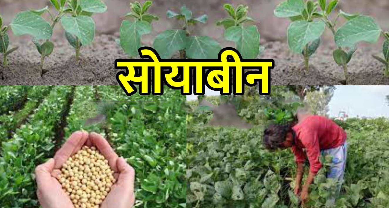 देवास में सोयाबीन की फसल पर पीला मोजेक का खतरा: कृषि विभाग ने जारी की एडवायजरी