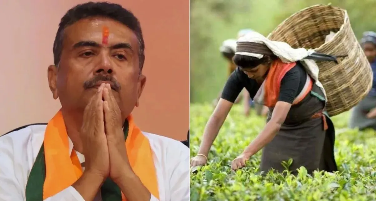 "बंगाल सरकार का बड़ा फैसला": 45 हजार से अधिक नई भर्तियों को हरी झंडी, चाय श्रमिकों के लिए ₹5000 बोनस
