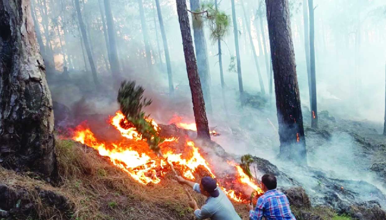 राजौरी के जंगलों पर संकट: पिछले 12 हफ्तों में धधकी आग की 45 घटनाएं, कलाकोट के सियालसुई क्षेत्र में भारी नुकसान