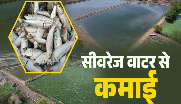 मध्य प्रदेश: अपशिष्ट से आमदनी का अनूठा 'उज्जैन मॉडल': गंदे सीवरेज के पानी को बनाया कमाई का जरिया, नगर निगम को हर साल ₹16 लाख की आय