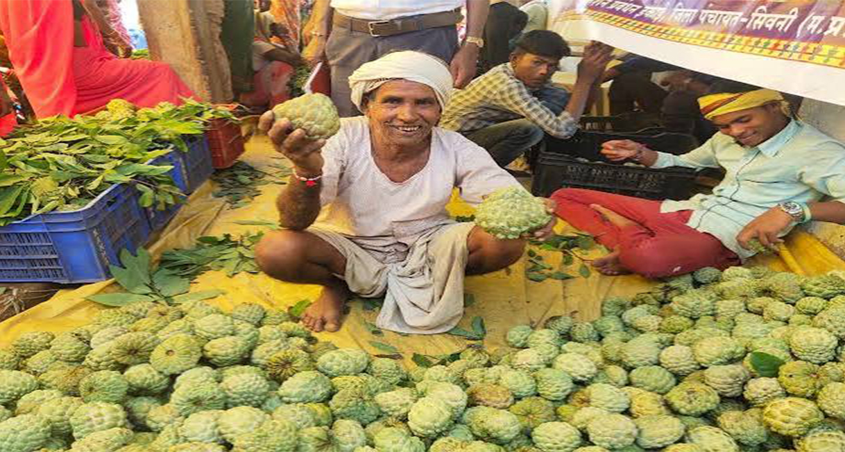 सिवनी के जीआई टैग वाले 'जम्बो सीताफल' की राष्ट्रीय-अंतरराष्ट्रीय स्तर पर ब्रांडिंग शुरू: कलेक्टर के निर्देशन में 'सीताफल से समृद्धि' अभियान अंतिम चरण में